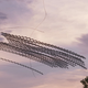 Illustration for article titled Youve Never Seen Birds Fly Like This Before